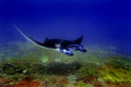   Manta ray Point Bali  